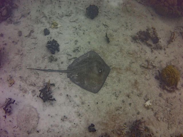 Stingray