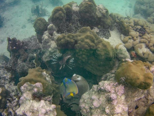 Queen Angelfish, Lionfish, & Gray Angelfish