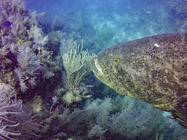 Goliath Grouper