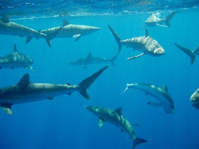 jardines De La reina home