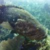 Goliath Grouper