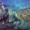 Goliath Grouper