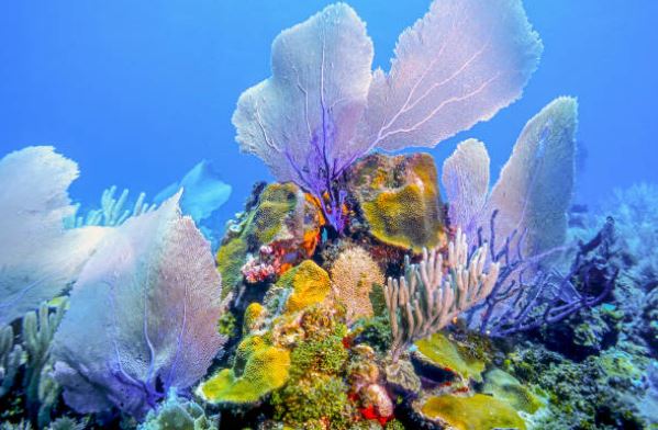 Roatan SeaScape1