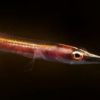 Arrowblenny