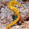 seahorse1