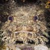 toadfish