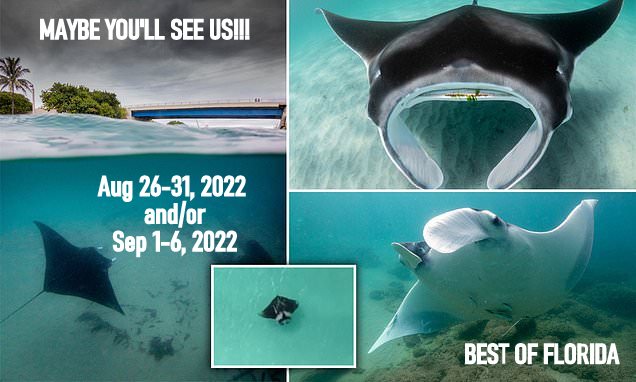 2022 mantas found In Fl