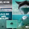 2022 mantas found In Fl