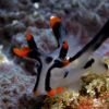 PG Diving 2