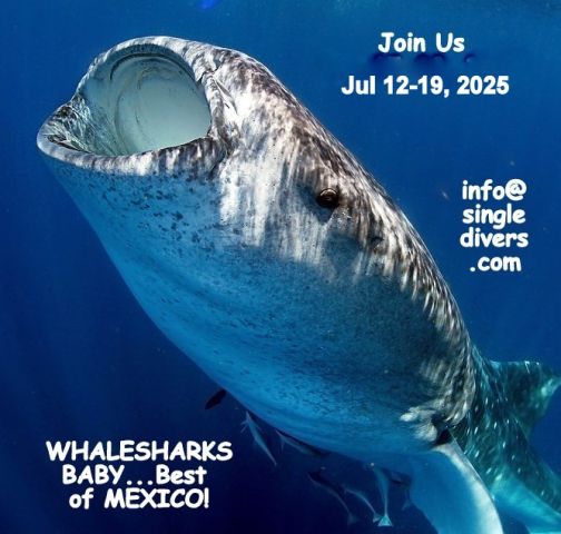 2026 POSTER   BOM whaleshark3