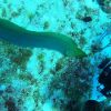 Eel 2