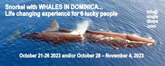 Poster DOM WHALES 2023