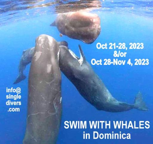 Poster DOM Whales 2023