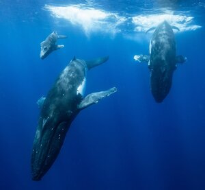 Whales 1