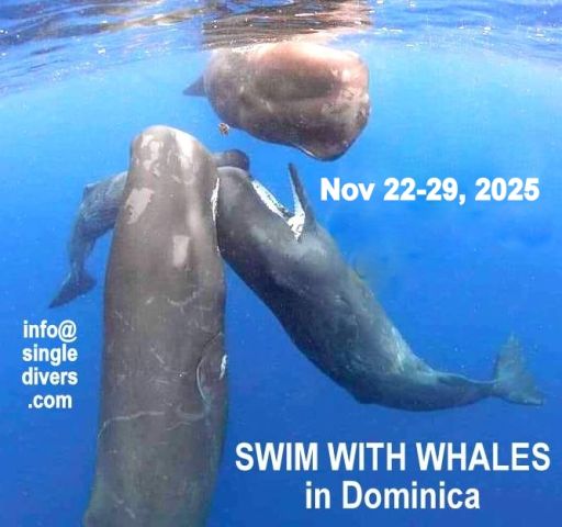 2025 poster DOM WHALES2jpg