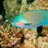 parrotfish 1170x647
