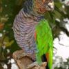Parrot National Bird of Dominica