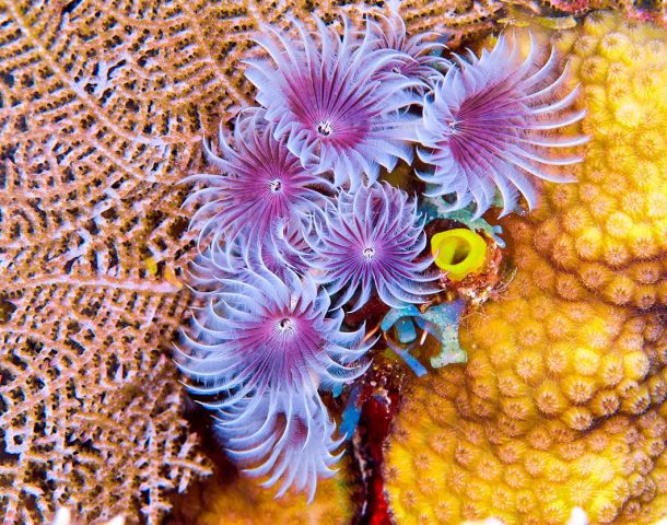 cayman brac corals 1060x834 Min