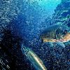 cayman brac tarpon reef 1060x403 Min