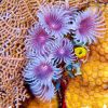 cayman brac corals 1060x834 Min