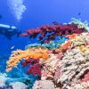 Belize underwater 4