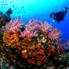Belize underwater 13