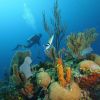 Belize underwater 8
