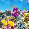 Belize underwater 9
