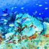 Belize underwater 12