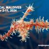 SD Nov GHOST ORNATE PIPEFISH