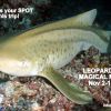 SD Nov leopard shark