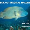 SD Nov WRASSE