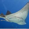 EagleRAY3