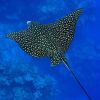 EagleRAY2