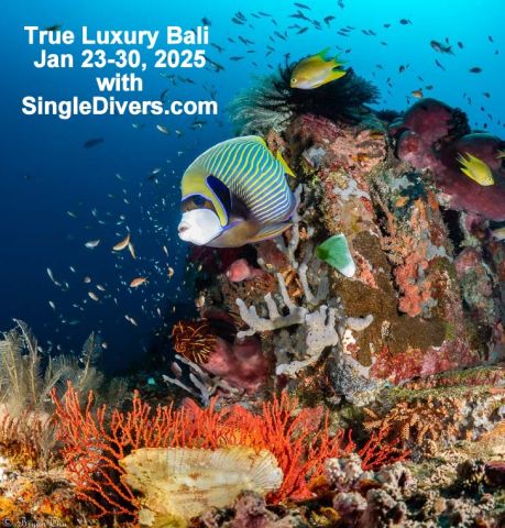 Angel reef SD poster 2025)