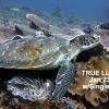 2025 SD TURTLE