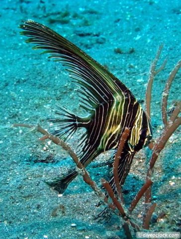juvie batfish 16