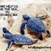 NO DATE baby turtles Czm