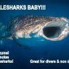 Whaleshark open mouth CZM