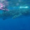 Whaleshark Mel