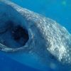 Whaleshark 5
