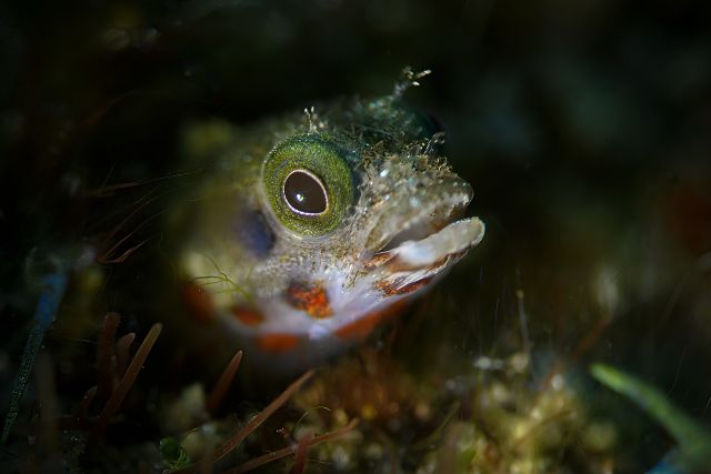 Undescribed Blenny