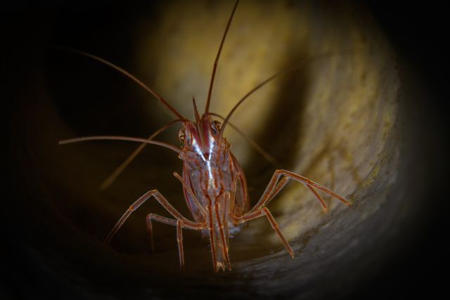 Scarlet-Striped Cleaning Shrimp - Lysmata grabhami