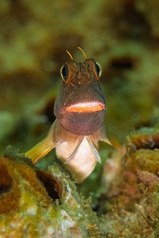Redlip Blenny Ophioblennius atlanticus