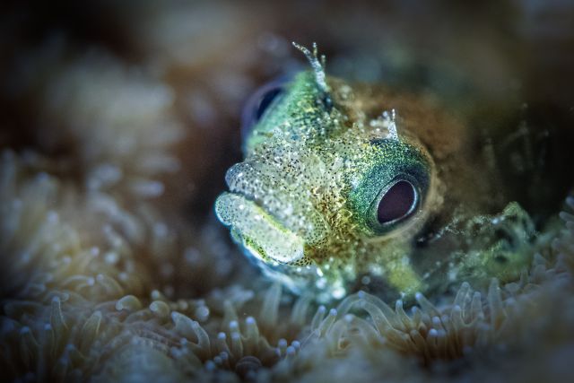 Juvenile Spinyhead Blenny? - Acanthemblemaria sponosa