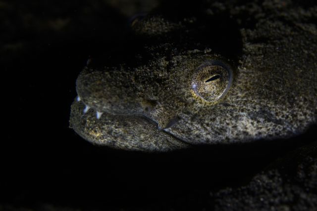 Snake Eel