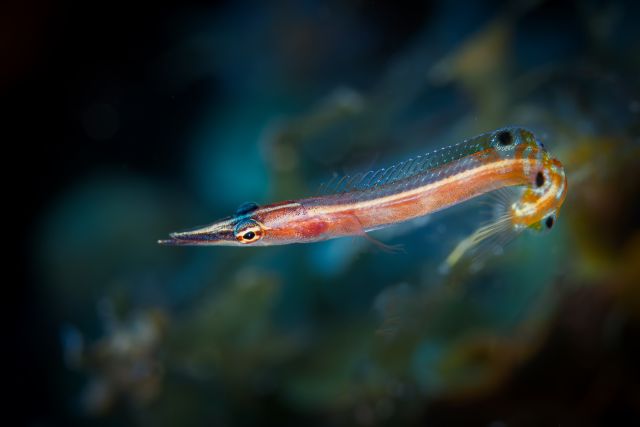 Arrow Blenny - Lucayablennius zingaro