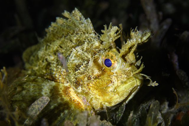 Spotted Scorpionfish - Scorpaena plumieri