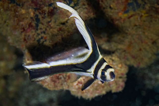 Intermediate Spotted Drum - Equetus punctatus