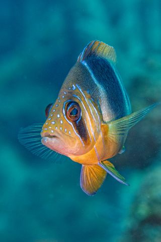 Barred Hamlet - Hypoplectrus puella